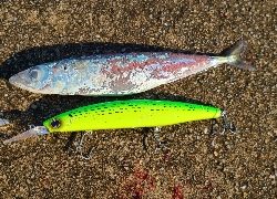 久振りの青物❗