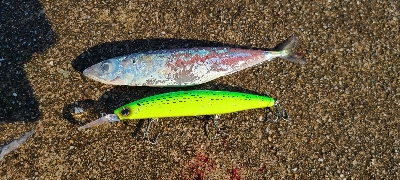 久振りの青物❗