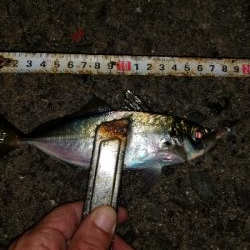 最近見ないサイズ。尺はなかったが