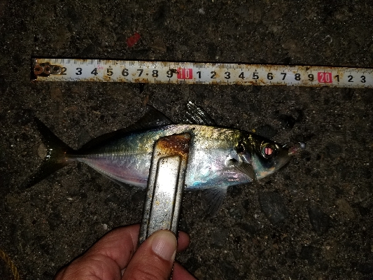 最近見ないサイズ。尺はなかったが