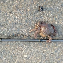 今週は落とし込みで黒鯛ゲット