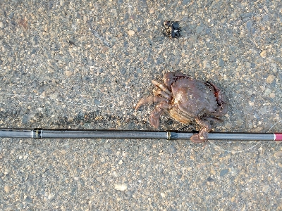 今週は落とし込みで黒鯛ゲット