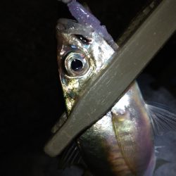 淡路島観光ホテル·アジング爆釣！