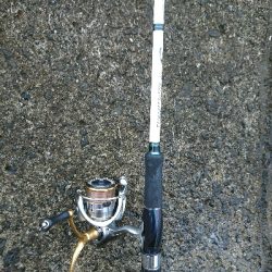 梅雨でもアオリイカ