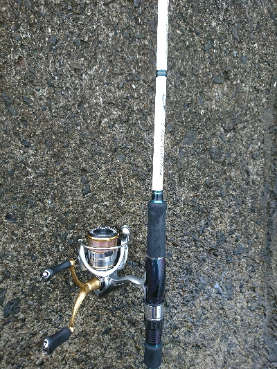 梅雨でもアオリイカ