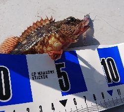 サバ探し南港編