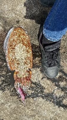 2020年6月2日釣行in深江漁港