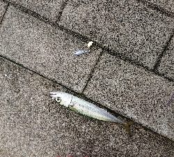 南港サバ&ガシラ&メバル