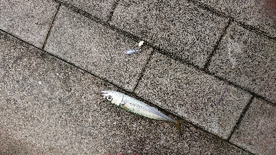 南港サバ&ガシラ&メバル