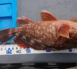 ガシリング南港