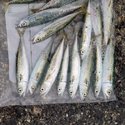 大物不発、小サバ祭り