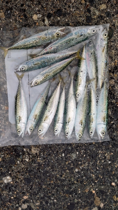 大物不発、小サバ祭り