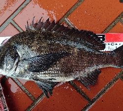 イガイ団子で真チヌ