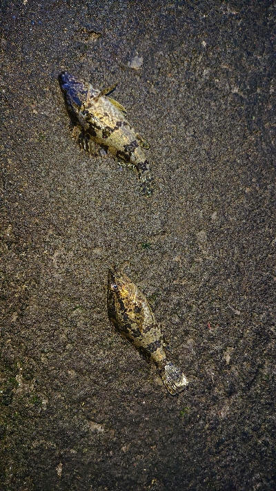 久しぶりのライト