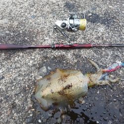 アオリイカ三杯