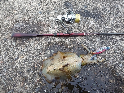 アオリイカ三杯