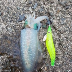 おまけ付きで。