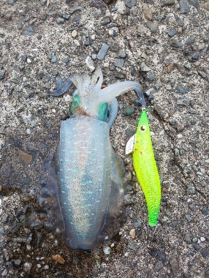 おまけ付きで。