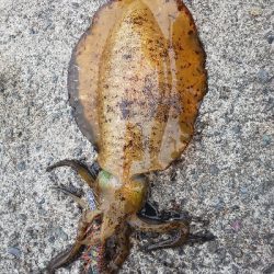 秋イカ早くも始まりかな。