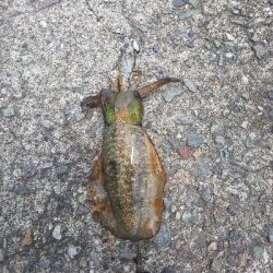 久し振りの当たり方