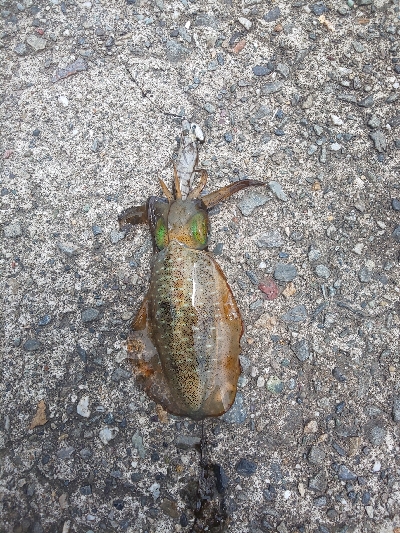 久し振りの当たり方