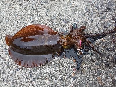 雨が降る前に何とか一杯を、、、