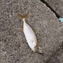 貧果ですが楽しめたからいいか！