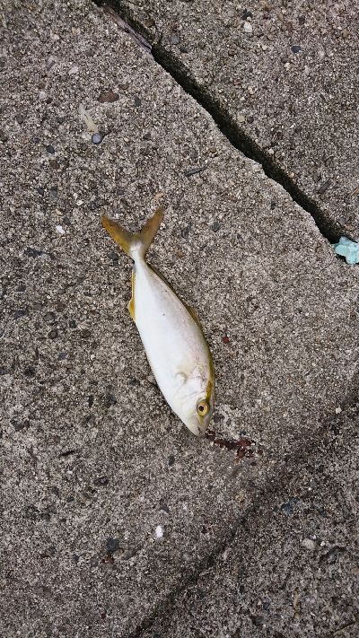 貧果ですが楽しめたからいいか！