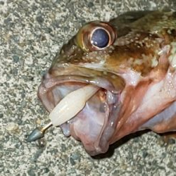 剣、紋、蛸、頭