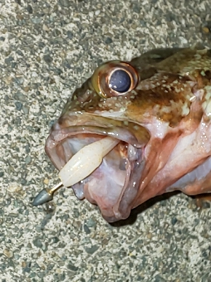 剣、紋、蛸、頭