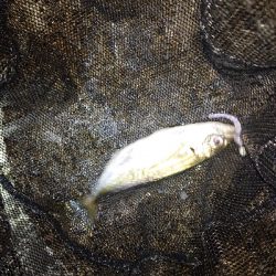 大雨後のアジング