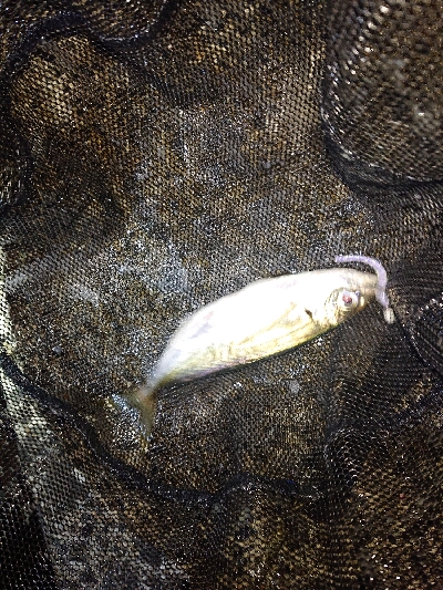 大雨後のアジング