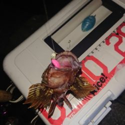 アジのサイズが上がらない