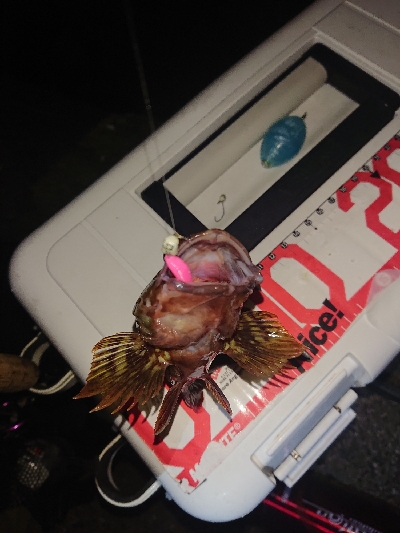 アジのサイズが上がらない