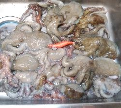 昼まで粘って13匹総重量4.5kgOVER