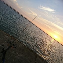 緊急事態宣言解除後のｼﾞｮｱｼﾞｷﾞ＆ちょい投げ釣果