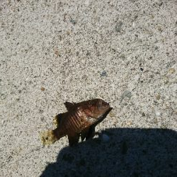 何じゃコイツは??怪魚?