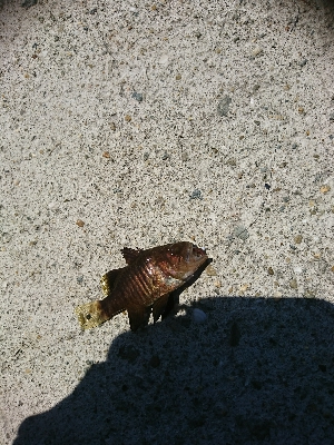 何じゃコイツは？？怪魚？