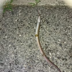 ちょい投げリリース5種盛り合わせ(;´д｀)