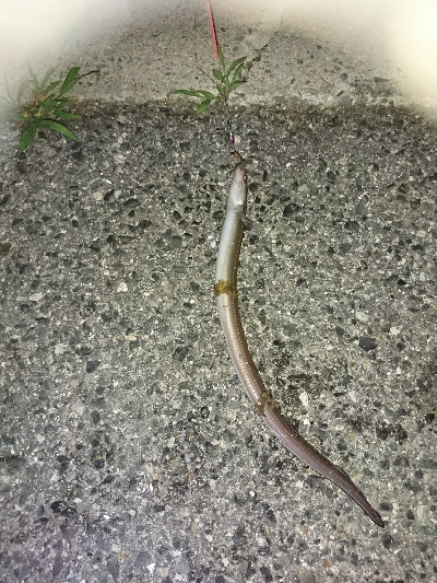 ちょい投げリリース5種盛り合わせ(;´д｀)