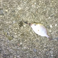 黒髭軍団会長のコサバでこんなん釣れましてん(笑)