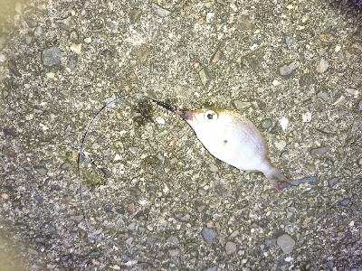 黒髭軍団会長のコサバでこんなん釣れましてん(笑)