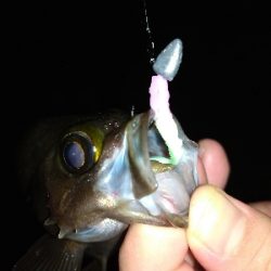 淡路島ライトゲーム３目！