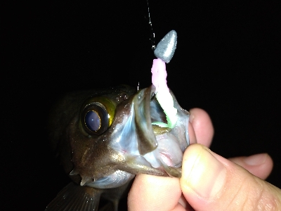 淡路島ライトゲーム３目！