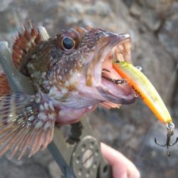 沖磯メバリング&エギング