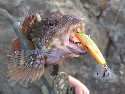 沖磯メバリング&エギング