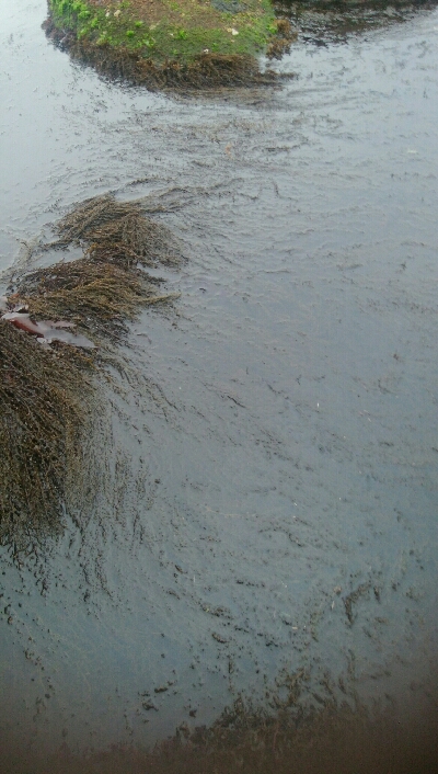 ヒラメ狙いで、キジハタ5匹！