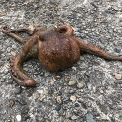 新島赤灯台にて♪GUNNING-STYLE