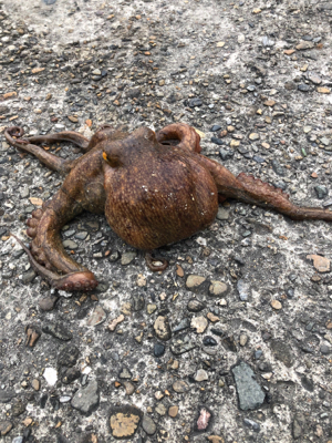 新島赤灯台にて♪GUNNING-STYLE