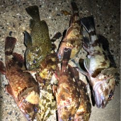 ロックフィッシュ4種盛り